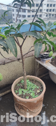 Mango tree baromas